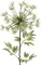 24-Pack: White Queen Ann Lace Spray with Silk Foliage by Floral Home®